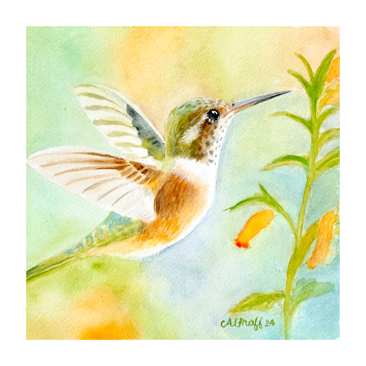 Hummingbird Glory