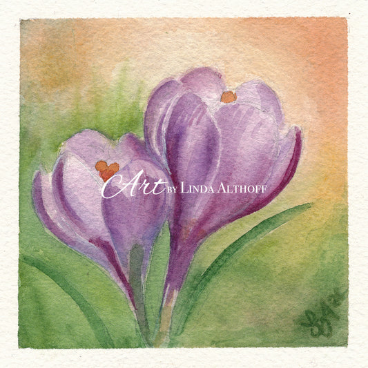 Spring Crocus